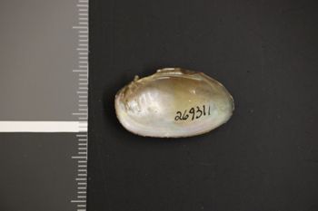 Media type: image;   Malacology 269311 Description: Preserved specimen.;